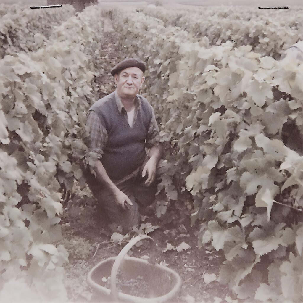 Maurice Godard dans une parcelle de vigne | Champagne Laurent Godard
