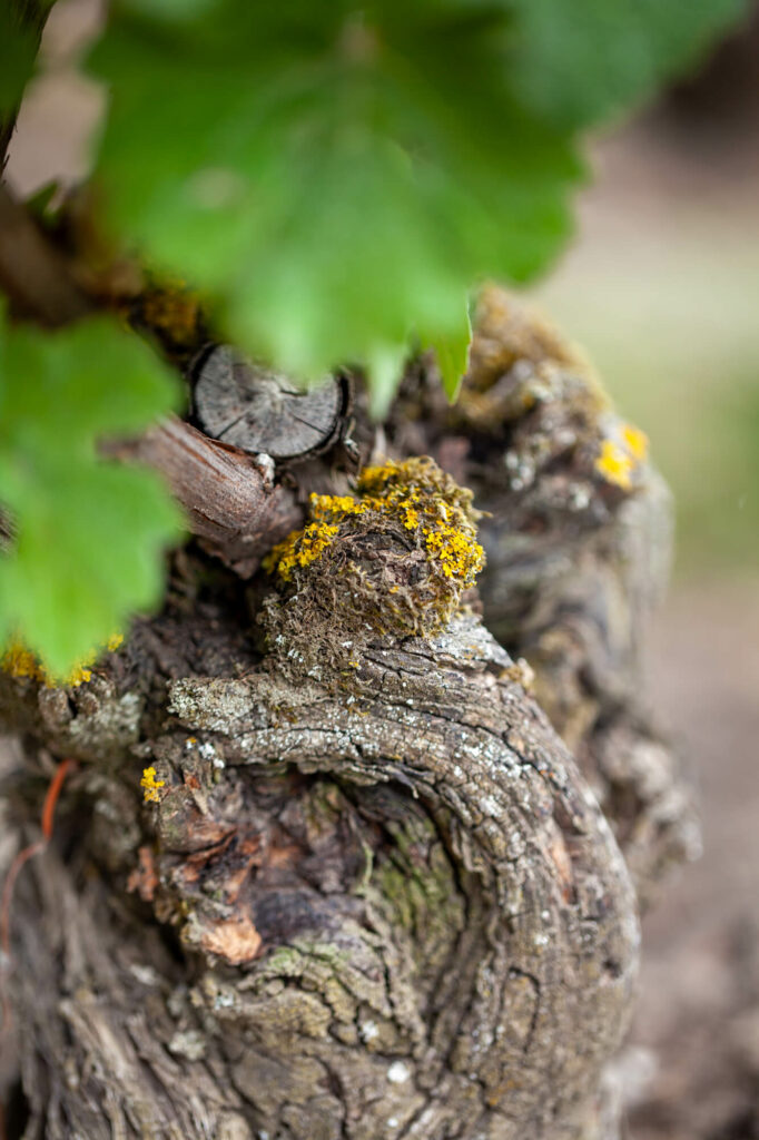 Un pied de vigne de Meunier - Champagne Laurent Godard, vigneron dans la Vallée de la Marne