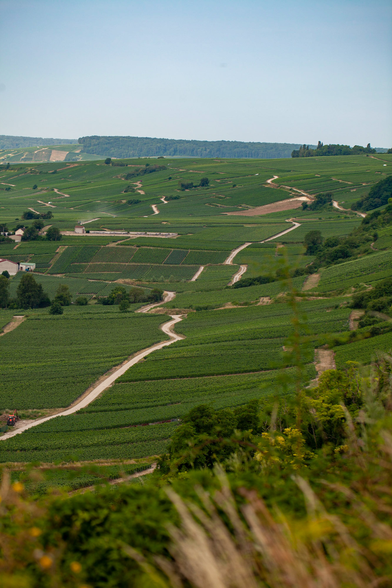 Vignoble du Champagne Laurent Godard dans la Vallée de la Marne | Une famille, un clan