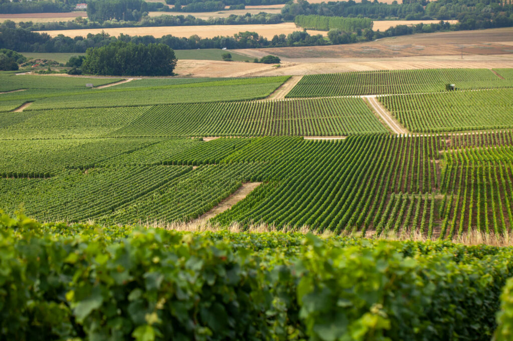 Paysage de Champagne - Des parcelles du vignoble du Champagne Laurent Godard, dans la Vallée de la Marne